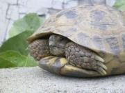 Żółw stepowy - Pomorzanka Nulusa